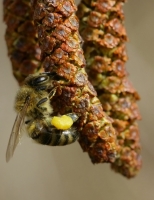 enyves �ger